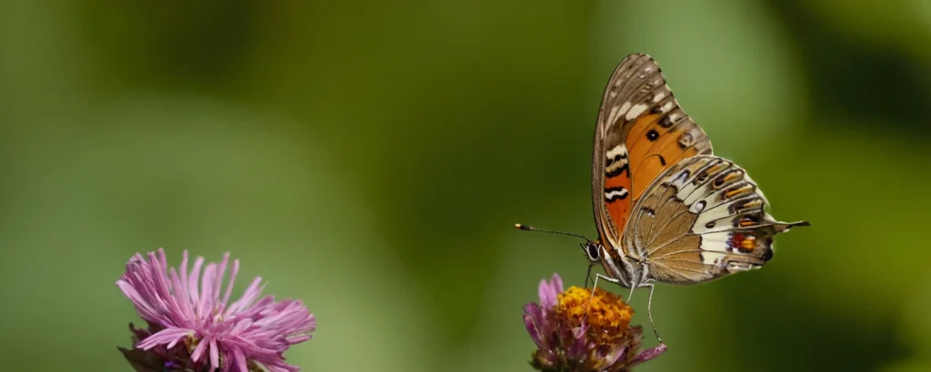 A close-up of a butterfly resting on a flower, shallow depth of field JuggernautXL stable diffution